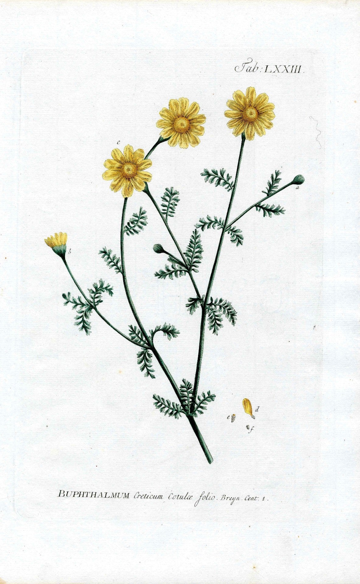 Philip Miller 1768 Antique Botanical Print Buphthalmum