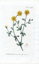 Philip Miller 1768 Antique Botanical Print Buphthalmum - Panteek Antique Prints