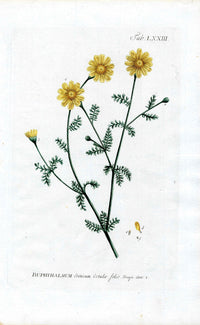 Philip Miller 1768 Antique Botanical Print Buphthalmum - Panteek Antique Prints