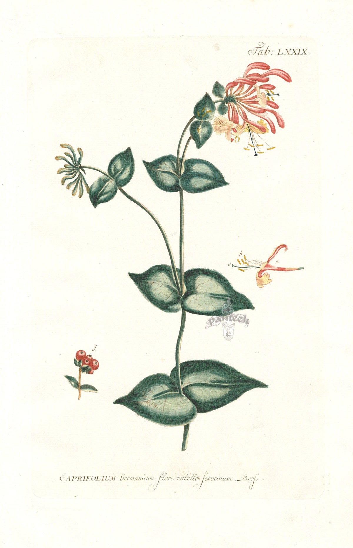 Philip Miller 1768 Antique Botanical Print Caprifolium