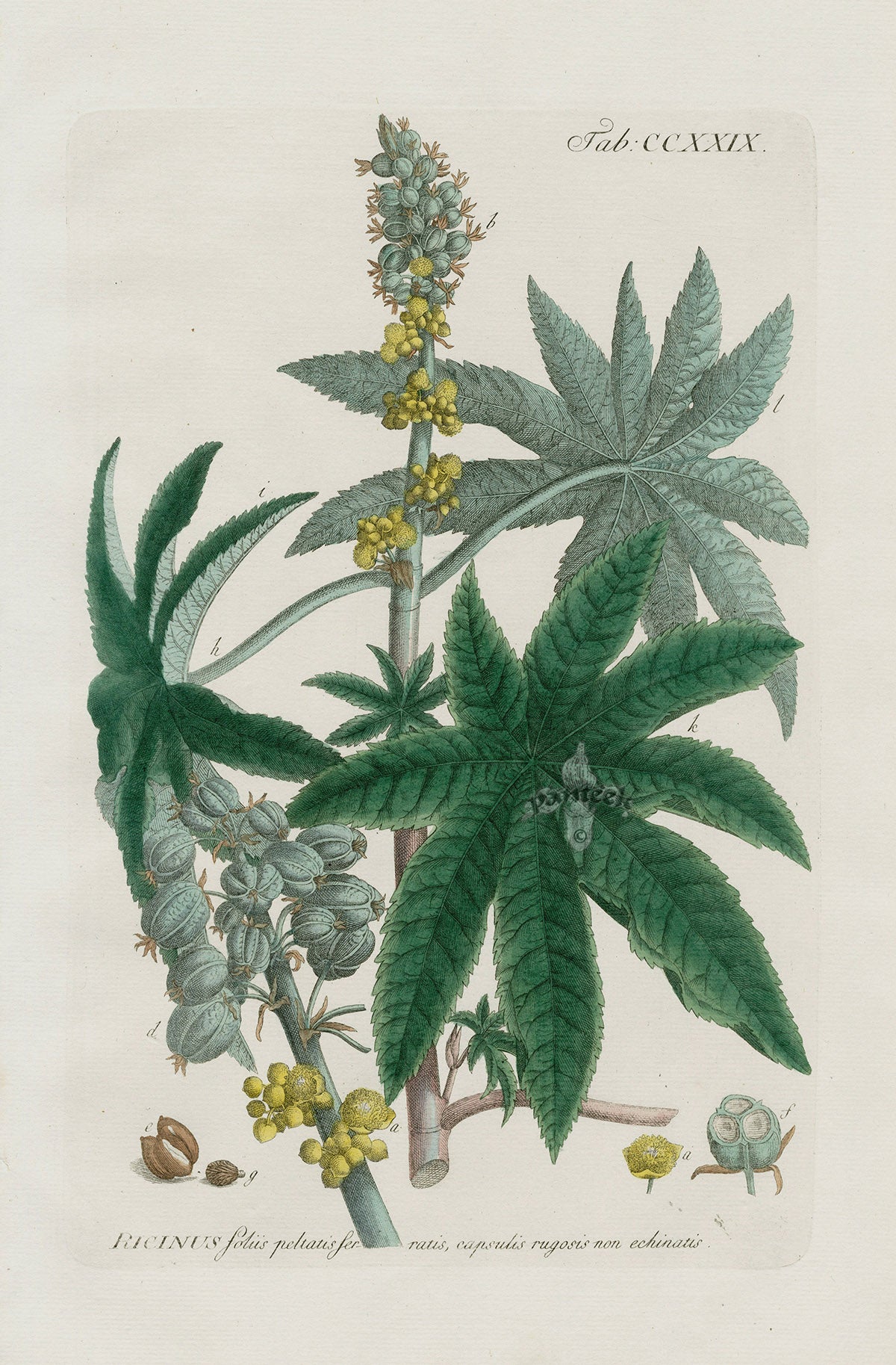 Philip Miller 1768 Antique Botanical Print Castor Bean, Poison