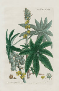 Philip Miller 1768 Antique Botanical Print Castor Bean, Poison - Panteek Antique Prints