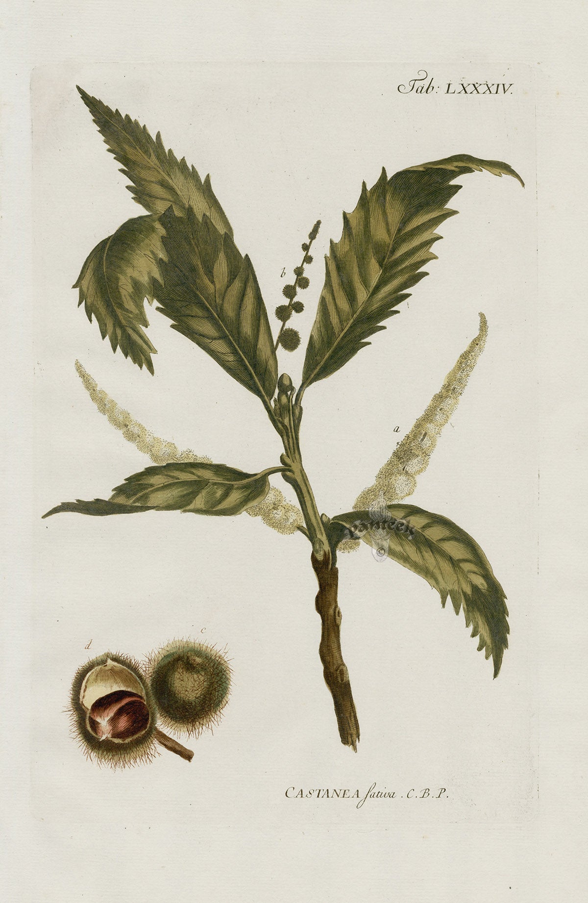 Philip Miller 1768 Antique Botanical Print Chestnut