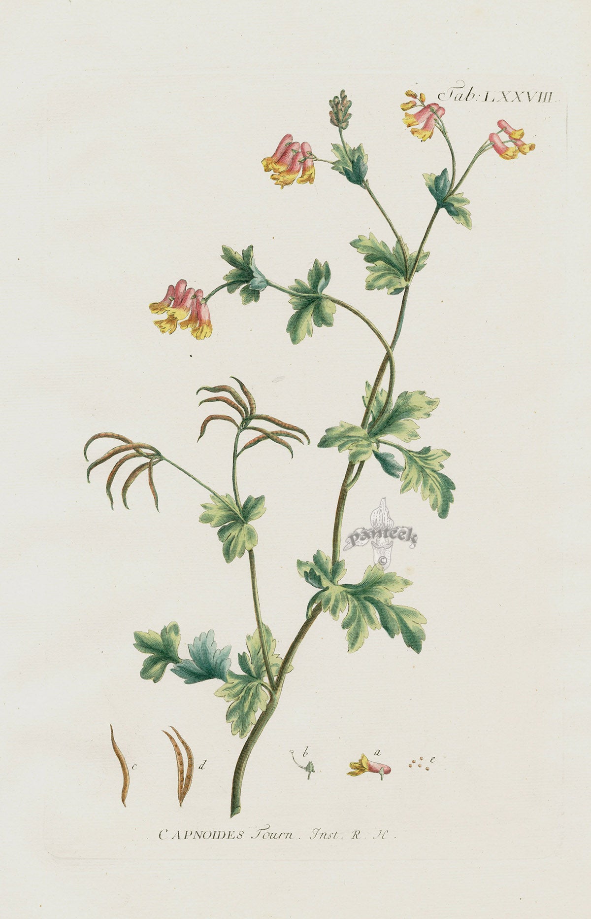 Philip Miller 1768 Antique Botanical Print Corydalis