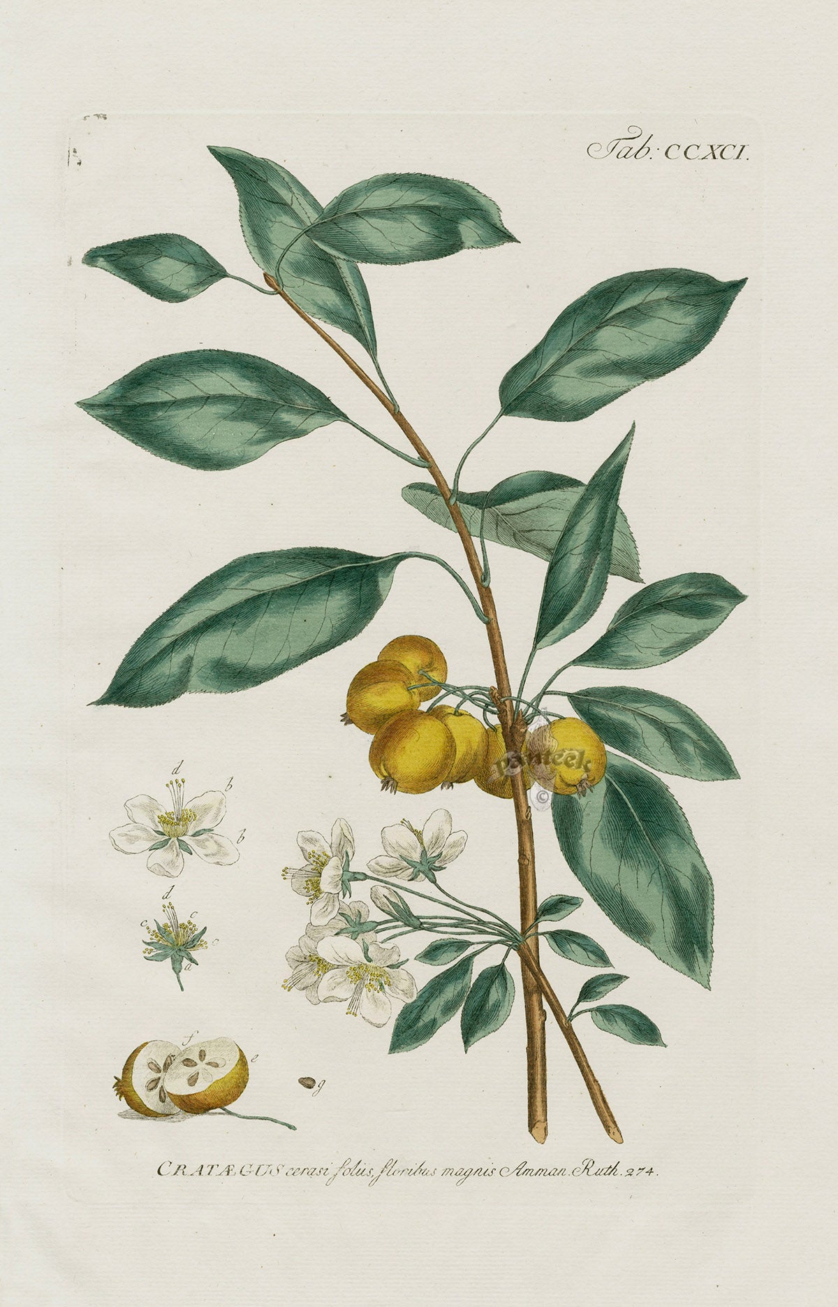 Philip Miller 1768 Antique Botanical Print Crataegus