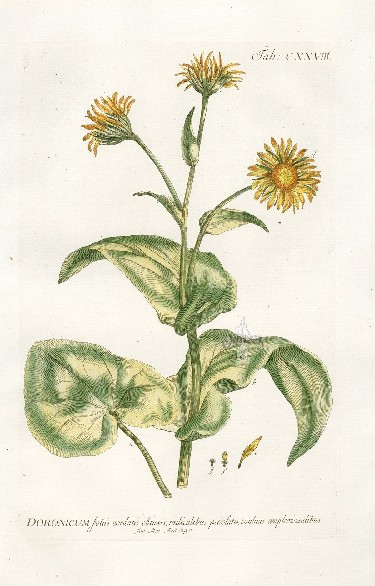 Philip Miller 1768 Antique Botanical Print Doronicum