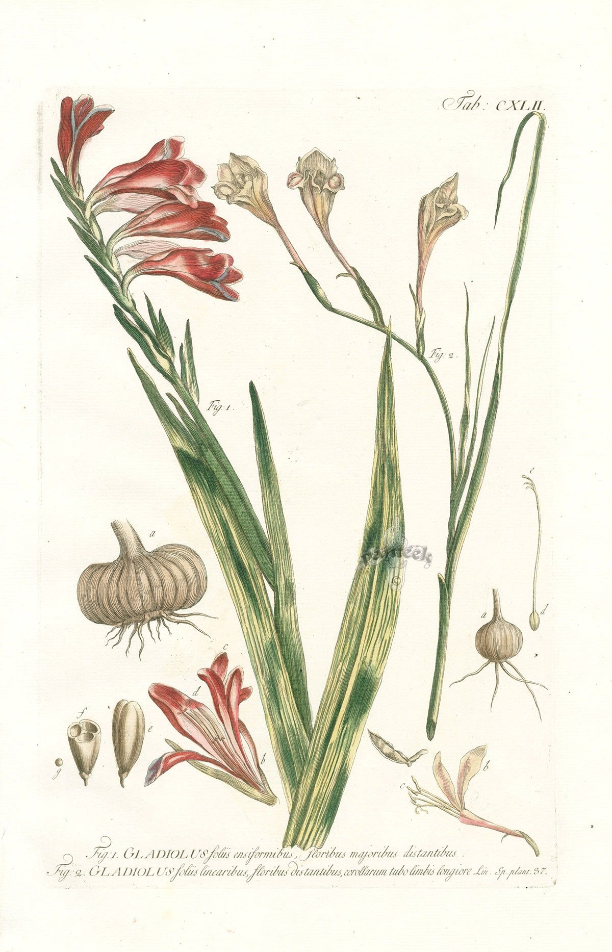 Philip Miller 1768 Antique Botanical Print Gladiolus