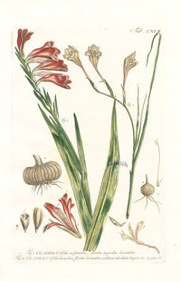 Philip Miller 1768 Antique Botanical Print Gladiolus - Panteek Antique Prints