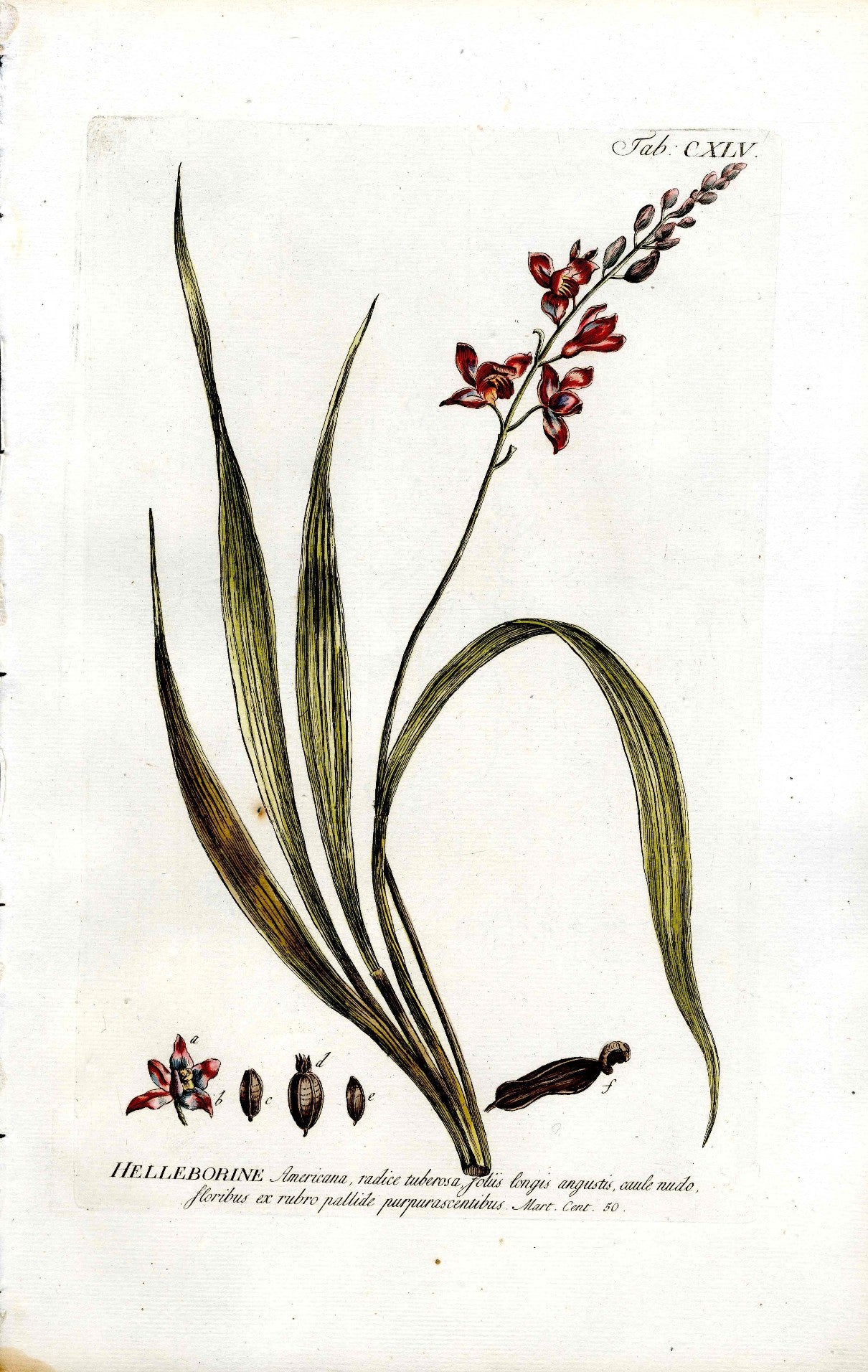 Philip Miller 1768 Antique Botanical Print Helleborine