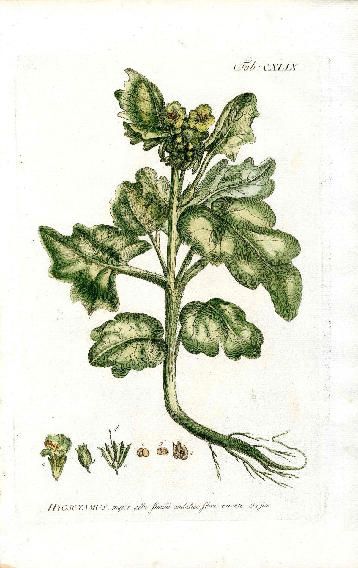 Philip Miller 1768 Antique Botanical Print Henbane, Poison