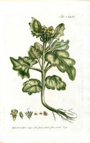 Philip Miller 1768 Antique Botanical Print Henbane, Poison - Panteek Antique Prints