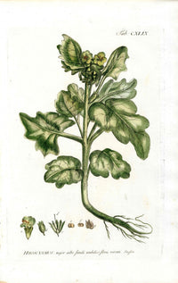 Philip Miller 1768 Antique Botanical Print Henbane, Poison - Panteek Antique Prints