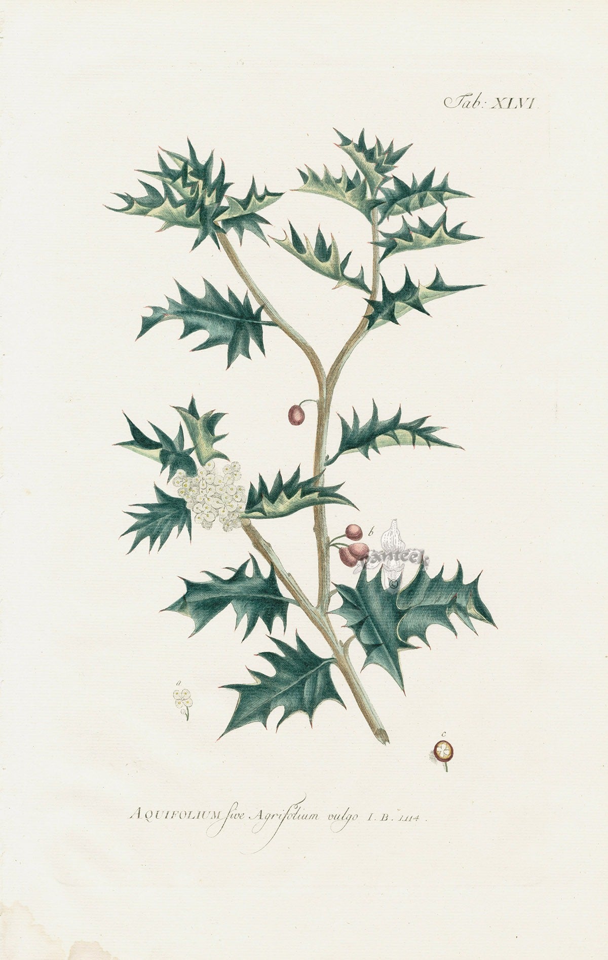 Philip Miller 1768 Antique Botanical Print Holly