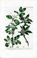 Philip Miller 1768 Antique Botanical Print Honeysuckle - Panteek Antique Prints