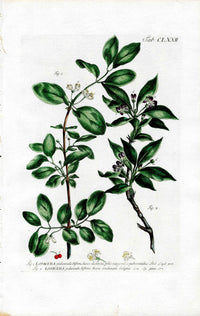 Philip Miller 1768 Antique Botanical Print Honeysuckle - Panteek Antique Prints
