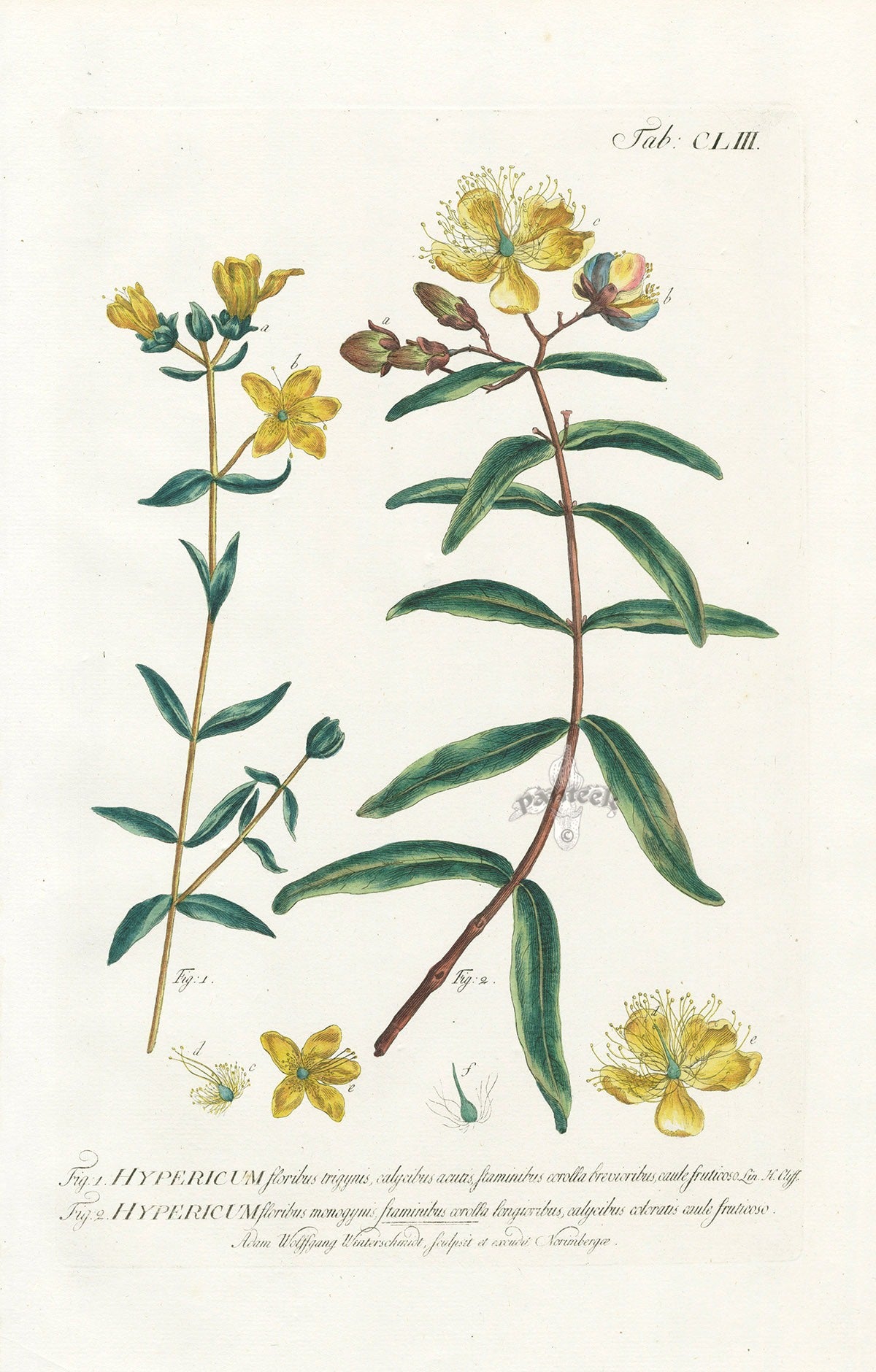Philip Miller 1768 Antique Botanical Print Hypericum