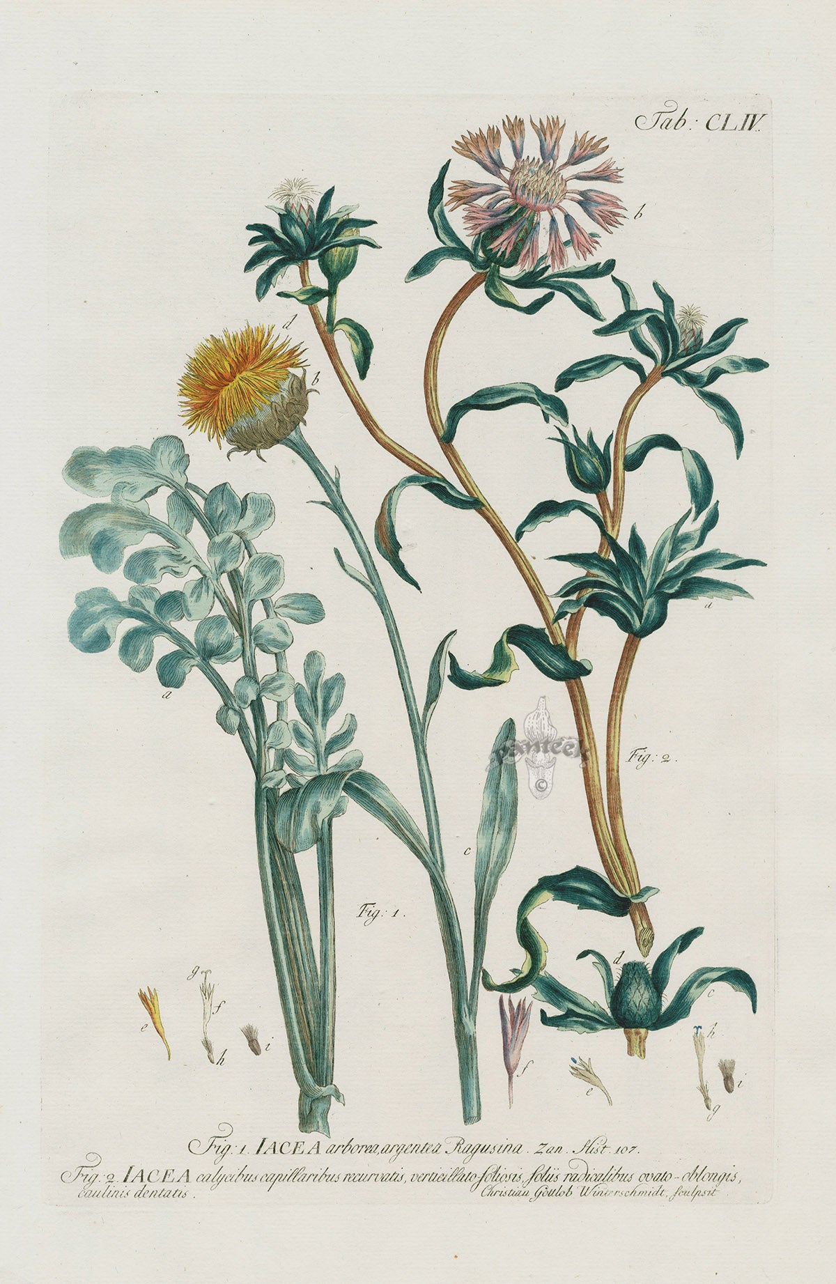 Philip Miller 1768 Antique Botanical Print Iacea