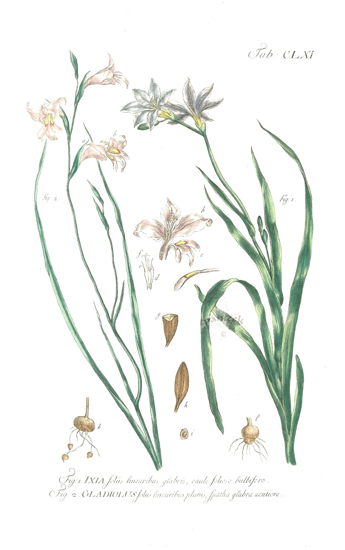 Philip Miller 1768 Antique Botanical Print Ixia