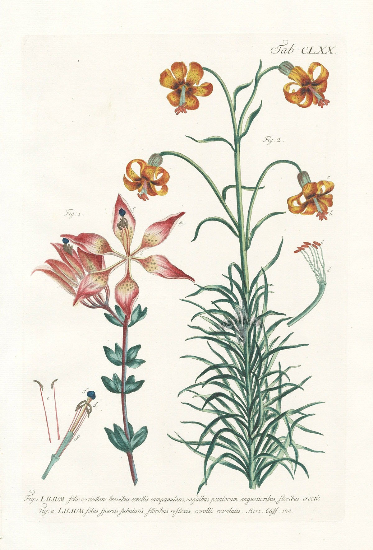 Philip Miller 1768 Antique Botanical Print Lilium