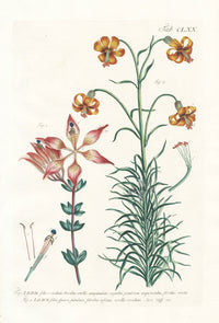 Philip Miller 1768 Antique Botanical Print Lilium - Panteek Antique Prints