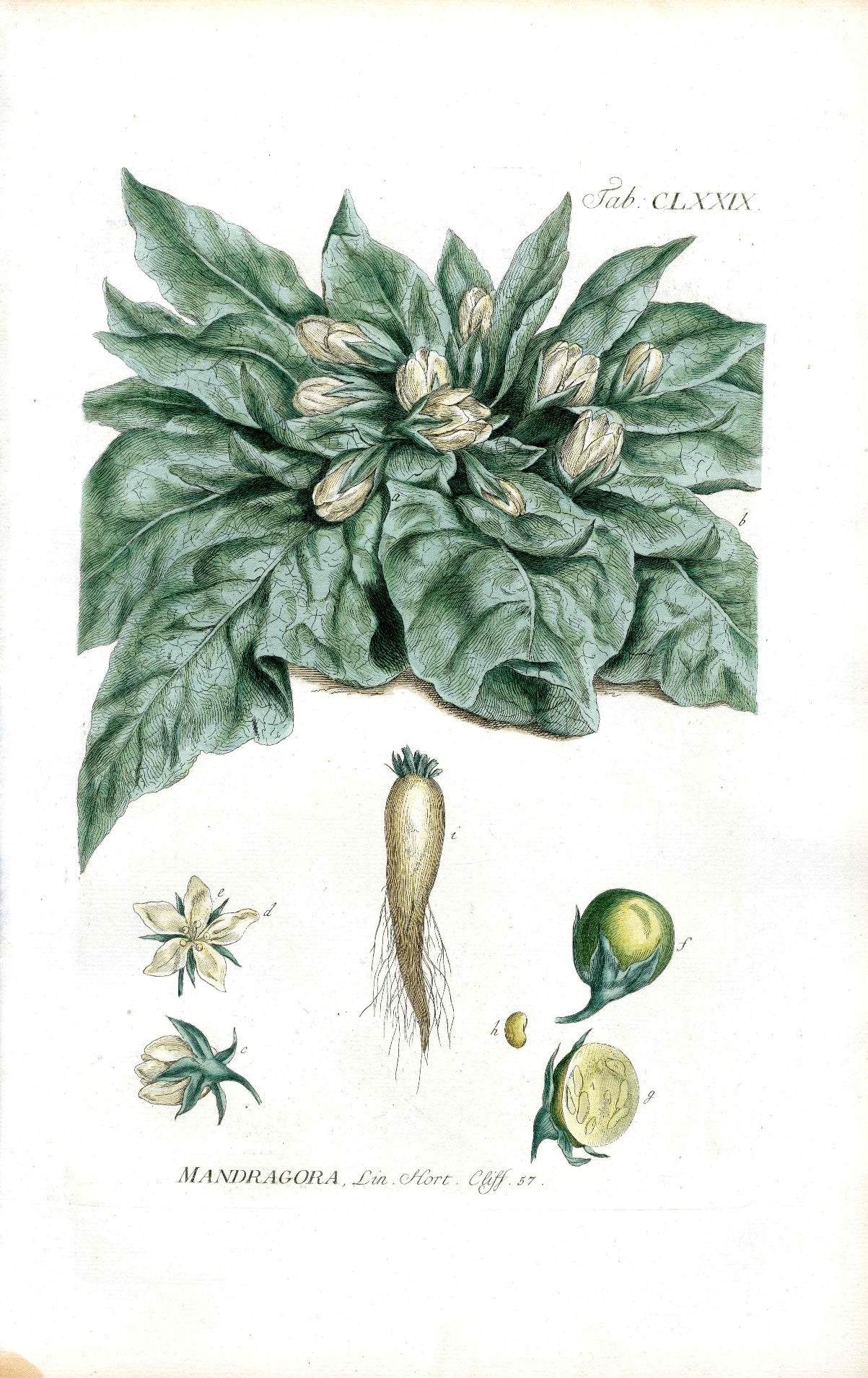 Philip Miller 1768 Antique Botanical Print Mandrake, Poison
