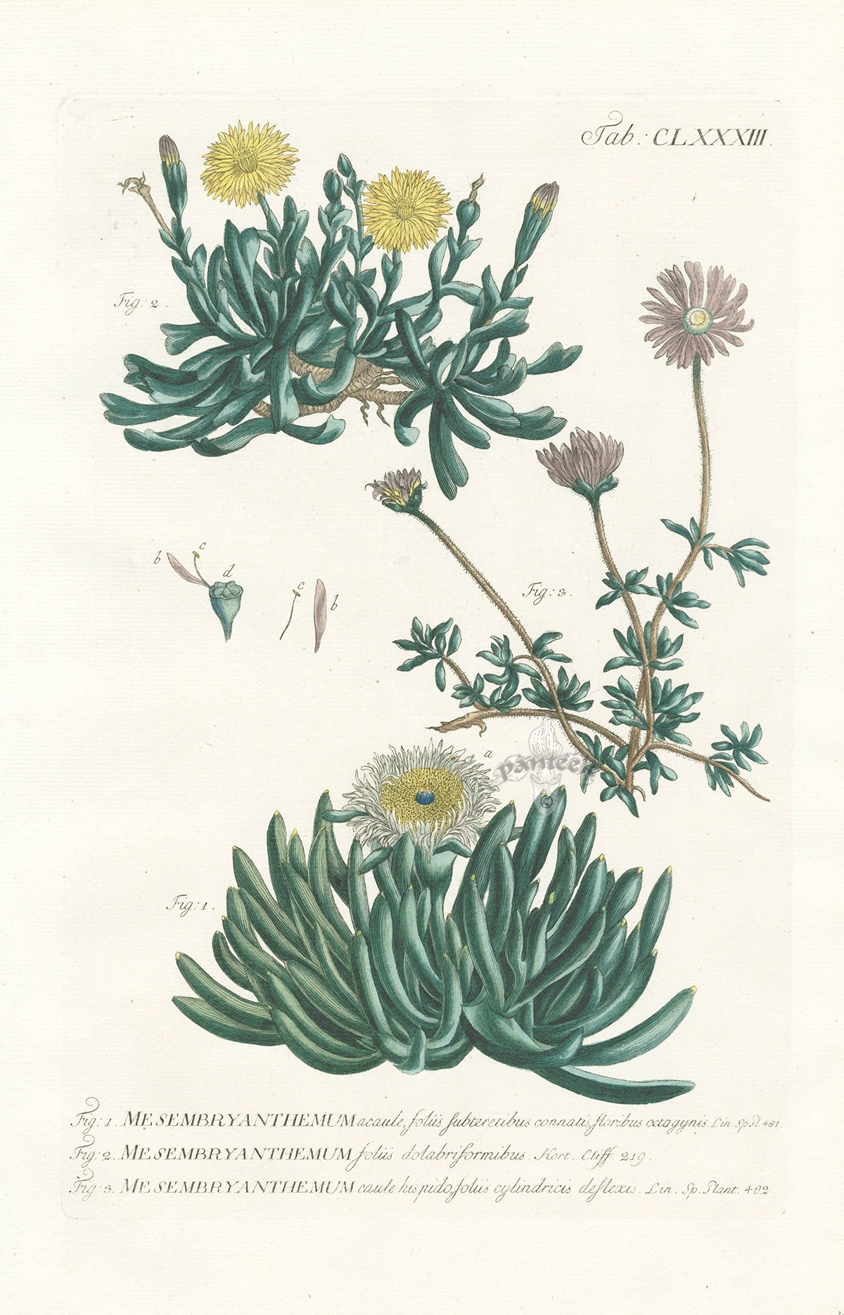 Philip Miller 1768 Antique Botanical Print Mesembryanthemum