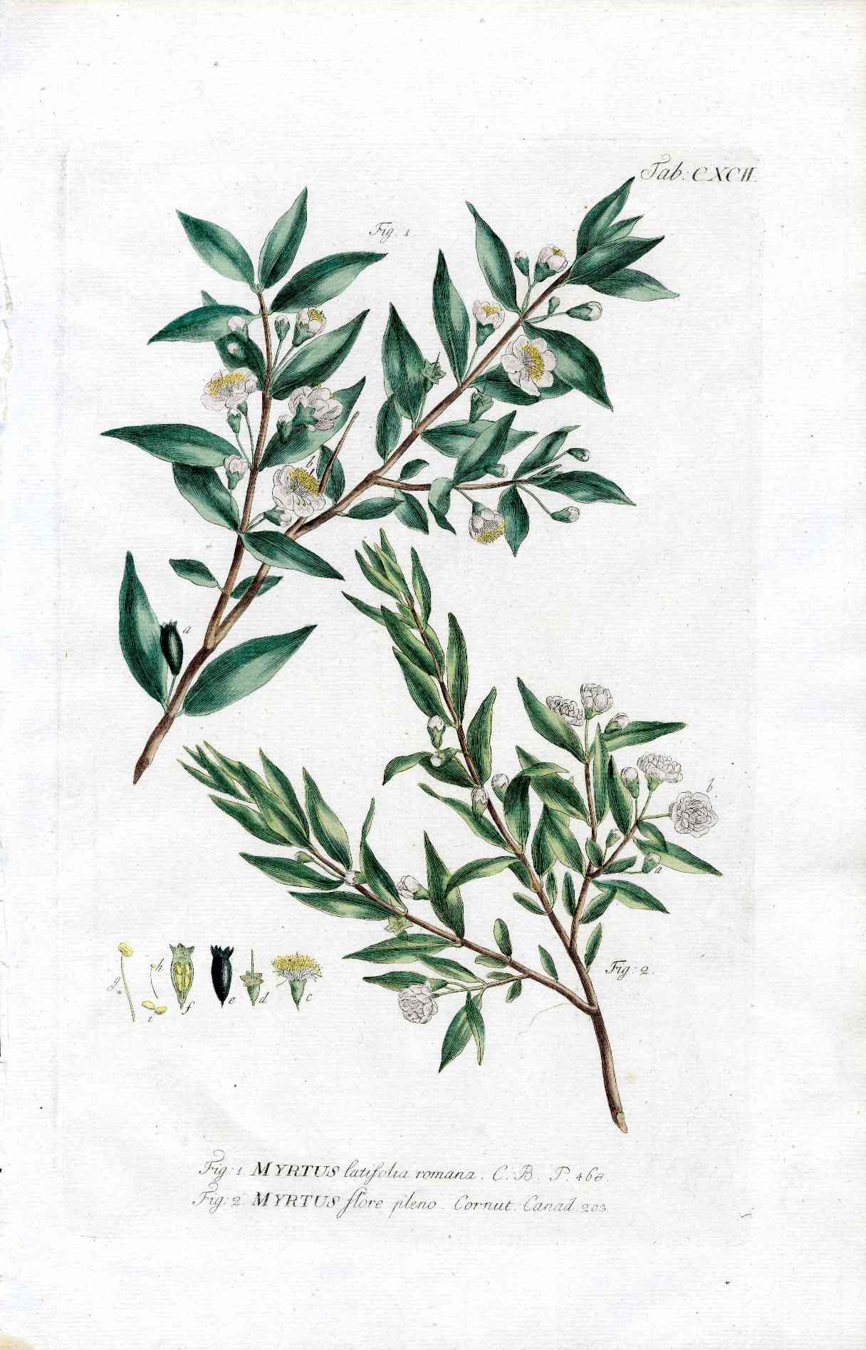 Philip Miller 1768 Antique Botanical Print Myrtus