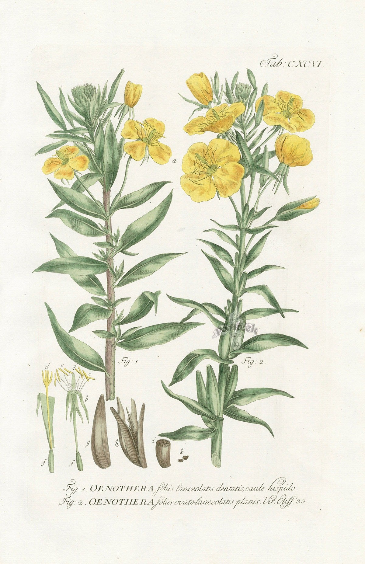 Philip Miller 1768 Antique Botanical Print Oenothera