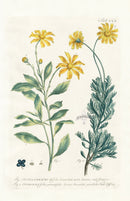Philip Miller 1768 Antique Botanical Print Osteospermum - Panteek Antique Prints
