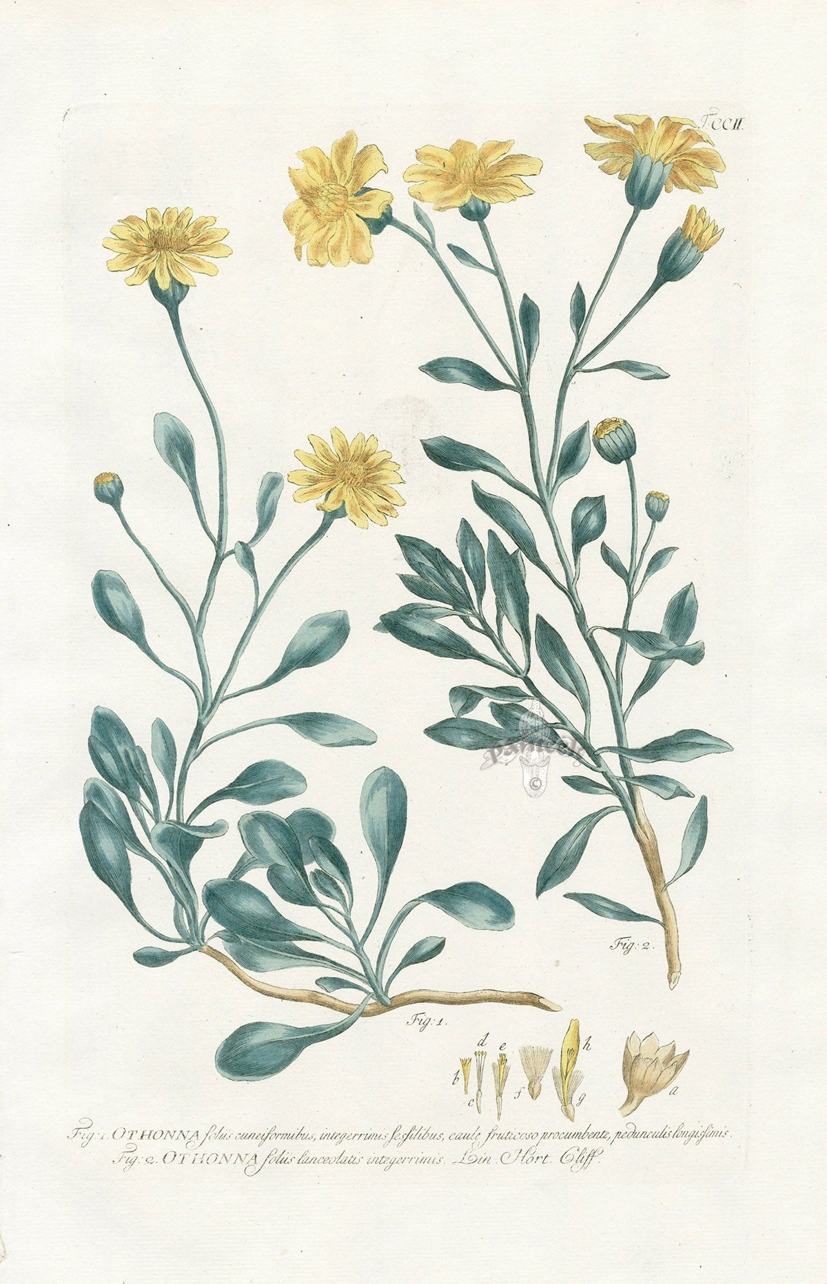 Philip Miller 1768 Antique Botanical Print Othona