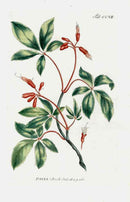 Philip Miller 1768 Antique Botanical Print Pavia - Panteek Antique Prints