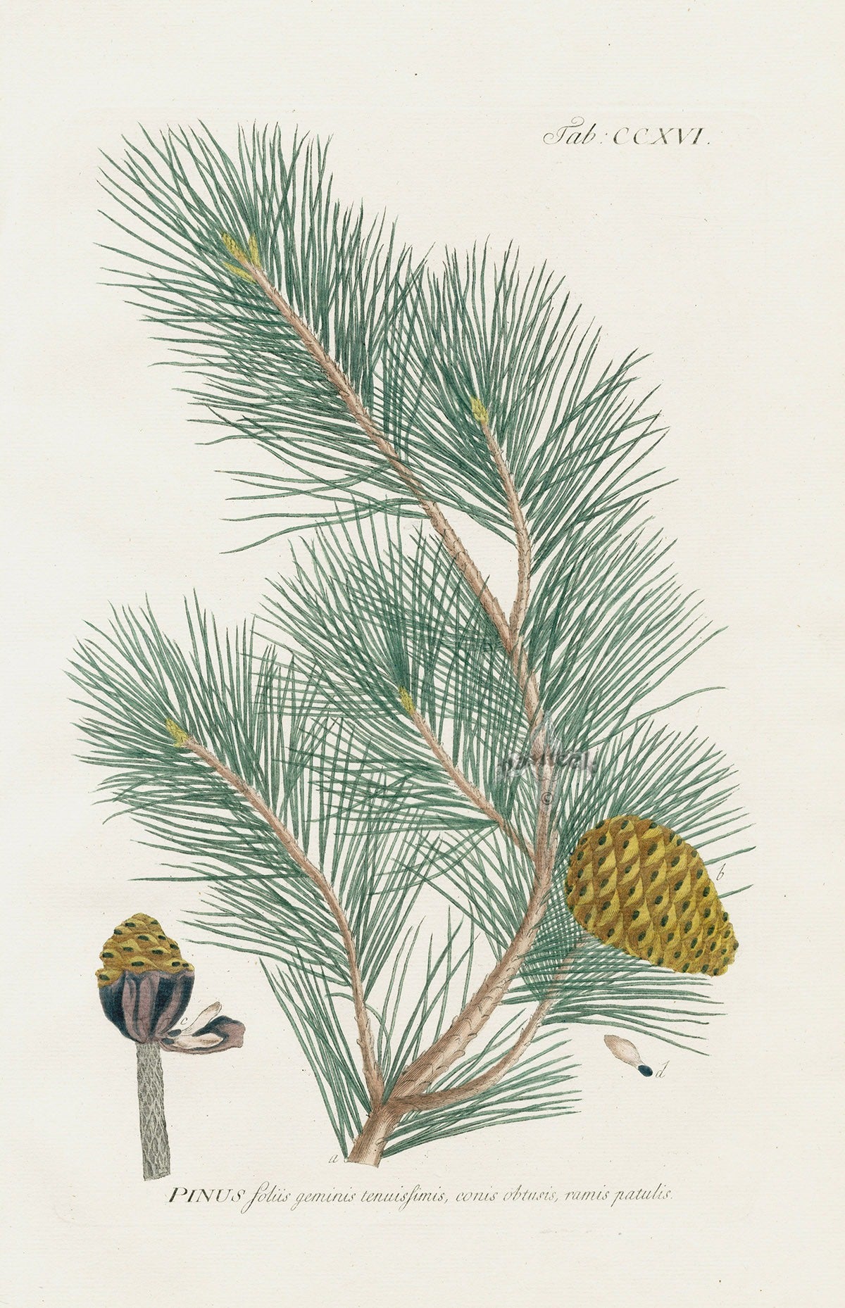 Philip Miller 1768 Antique Botanical Print Pine Tree