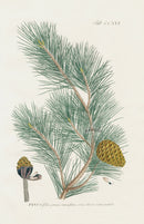 Philip Miller 1768 Antique Botanical Print Pine Tree - Panteek Antique Prints