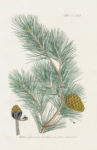 Philip Miller 1768 Antique Botanical Print Pine Tree - Panteek Antique Prints