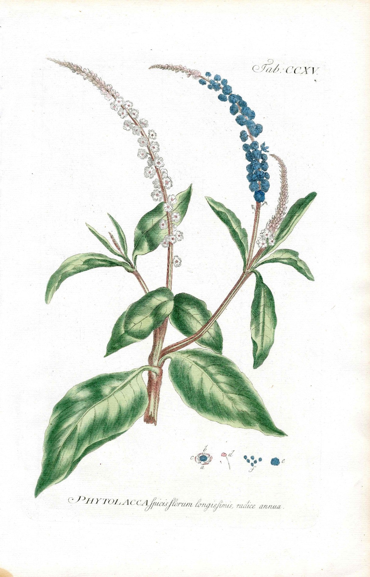 Philip Miller 1768 Antique Botanical Print Poke Weed, Poison