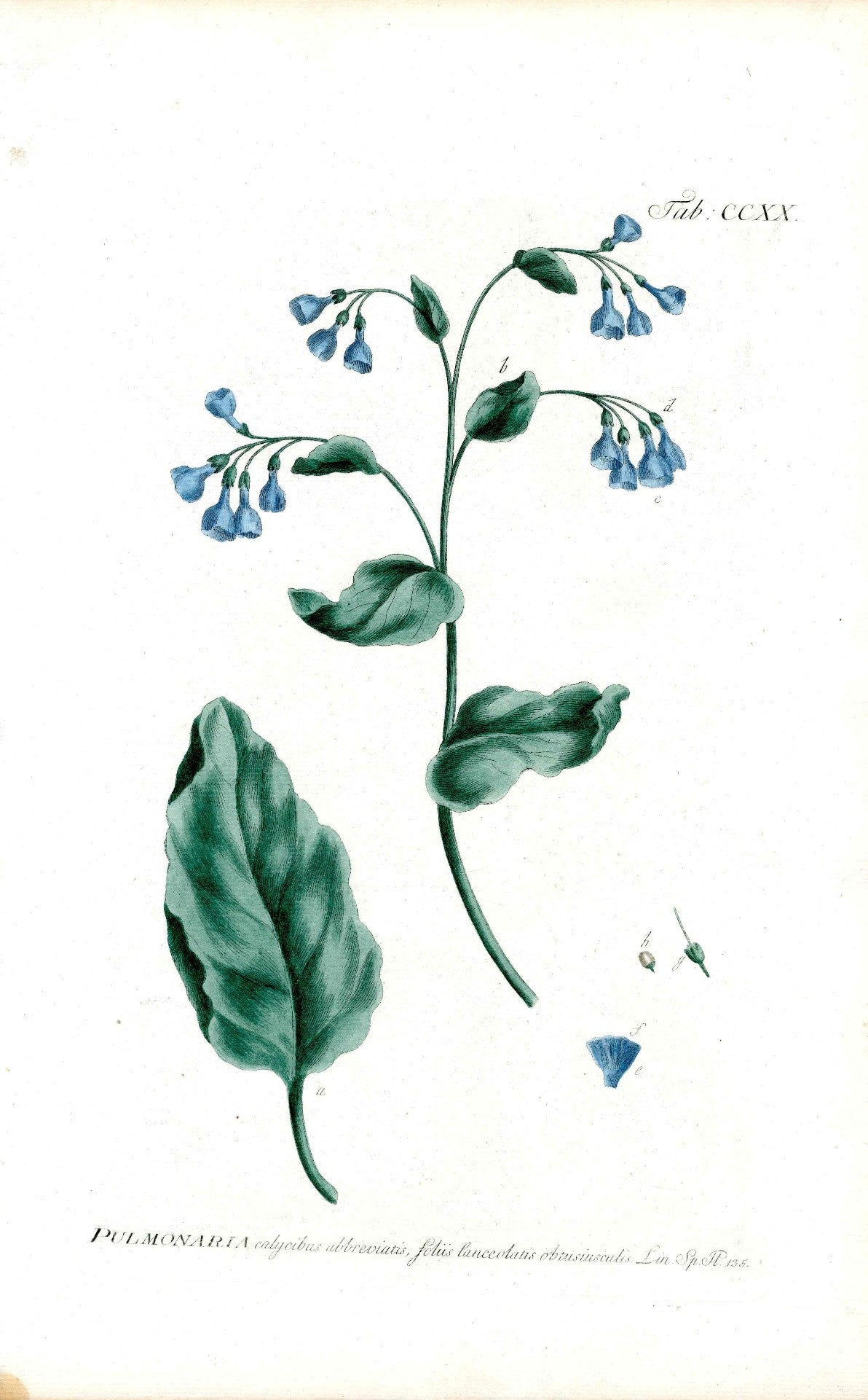 Philip Miller 1768 Antique Botanical Print Pulmonaria