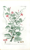 Philip Miller 1768 Antique Botanical Print Quamoclit - Panteek Antique Prints