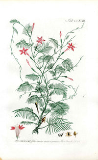 Philip Miller 1768 Antique Botanical Print Quamoclit - Panteek Antique Prints