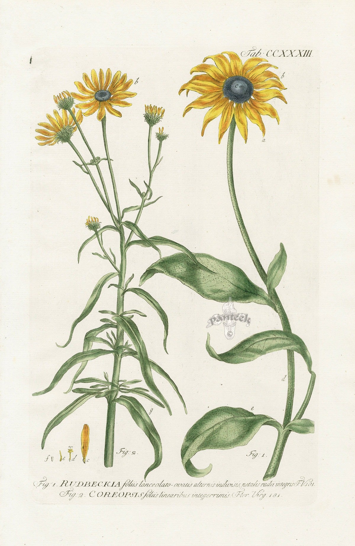 Philip Miller 1768 Antique Botanical Print Rudbeckia