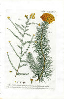 Philip Miller 1768 Antique Botanical Print Santolina - Panteek Antique Prints