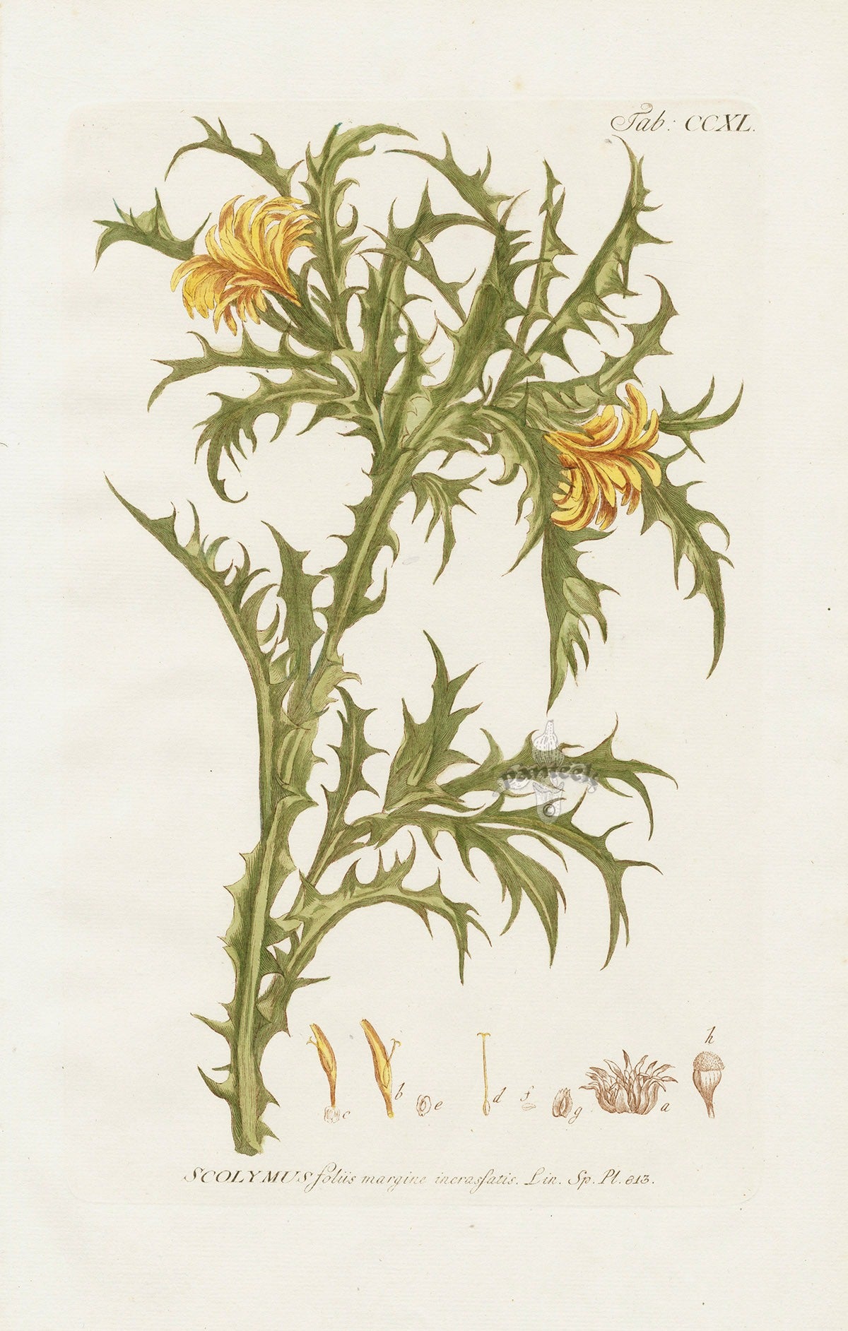 Philip Miller 1768 Antique Botanical Print Scolymus