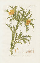 Philip Miller 1768 Antique Botanical Print Scolymus - Panteek Antique Prints