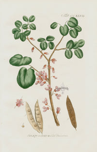 Philip Miller 1768 Antique Botanical Print Siliquastrum - Panteek Antique Prints