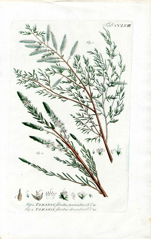Philip Miller 1768 Antique Botanical Print Tamarix
