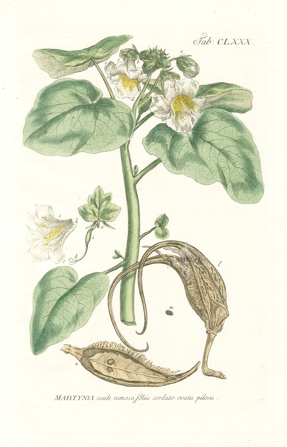 Philip Miller 1768 Antique Botanical Print Tiger's Claw