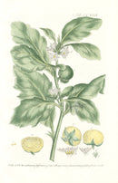 Philip Miller 1768 Antique Botanical Print Tomato - Panteek Antique Prints