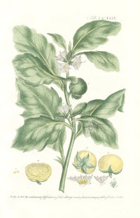 Philip Miller 1768 Antique Botanical Print Tomato - Panteek Antique Prints