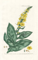Philip Miller 1768 Antique Botanical Print Verbascum - Panteek Antique Prints