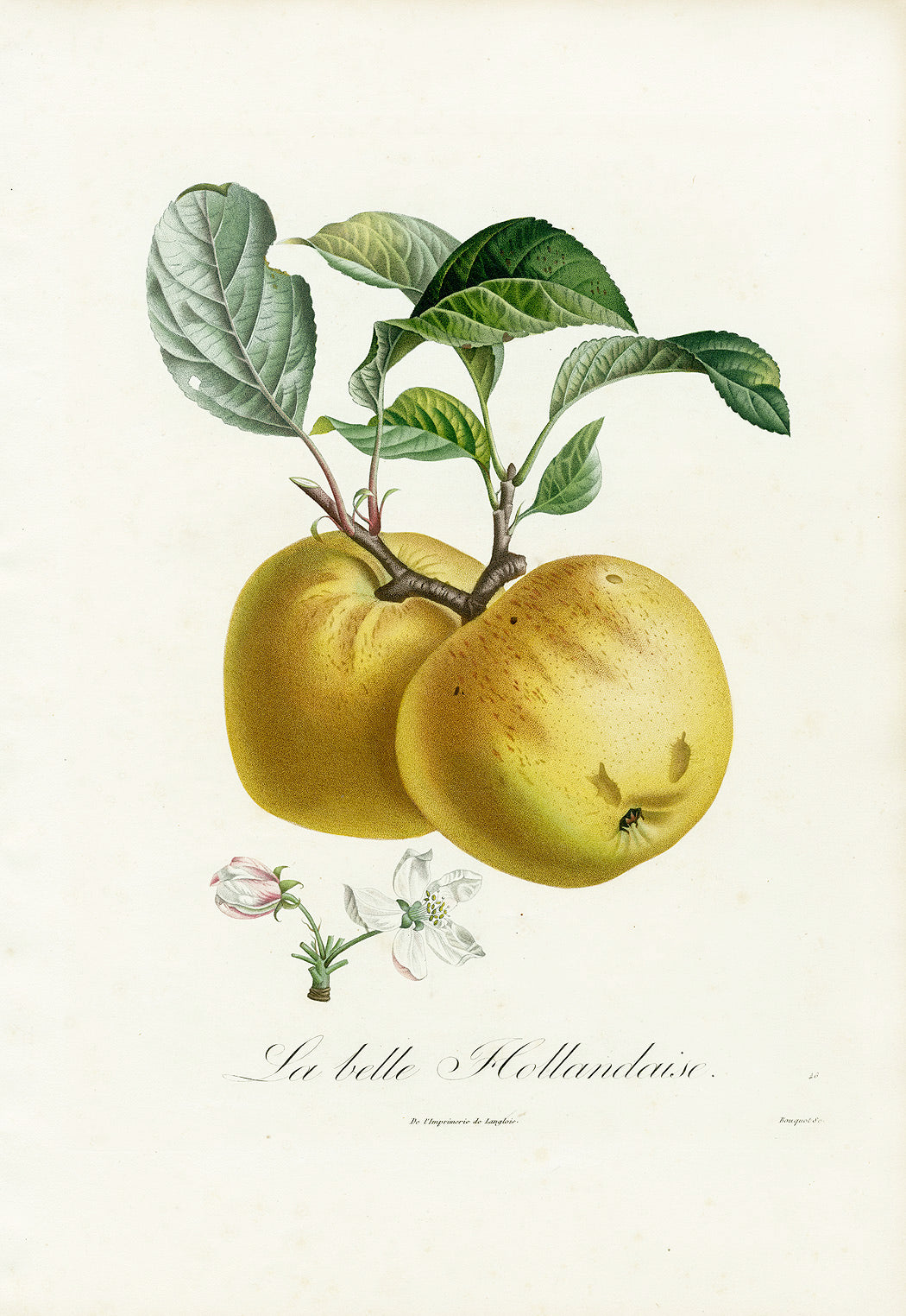 Poiteaux Antique Apple Prints Pomme Belle Hollandaise