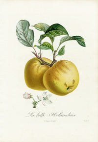 Poiteaux Antique Apple Prints Pomme Belle Hollandaise - Panteek Antique Prints